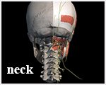 dorn neck selfhelp exercise